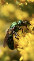 Augochlorella aurata