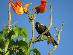 Icterus pyrrhopterus