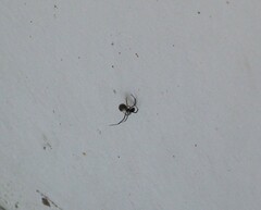 Latrodectus hesperus