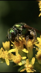 Augochlorella aurata