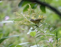 Leiothlypis ruficapilla