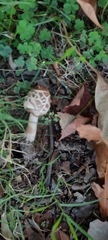 Chlorophyllum brunneum