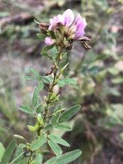 Lespedeza virginica