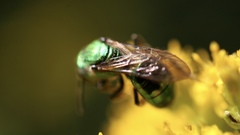 Augochlorella aurata