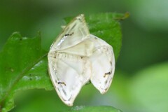 Callidrepana gelidata