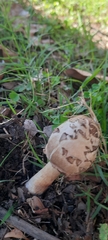 Chlorophyllum brunneum