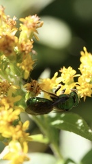 Augochlorella aurata
