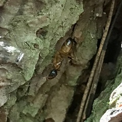 Camponotus americanus