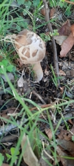Chlorophyllum brunneum