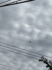 Streptopelia chinensis