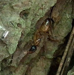 Camponotus americanus