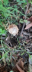 Chlorophyllum brunneum