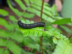 Spodoptera litura