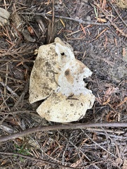 Russula brevipes acrior