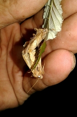 Macdunnoughia confusa