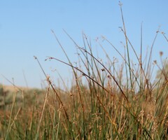 Schoenoplectus acutus