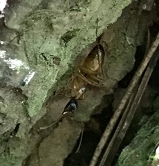 Camponotus americanus