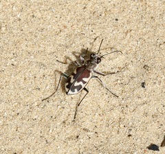 Cicindela formosa