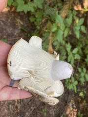Russula brevipes acrior