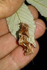 Macdunnoughia confusa