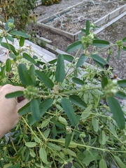 Croton glandulosus