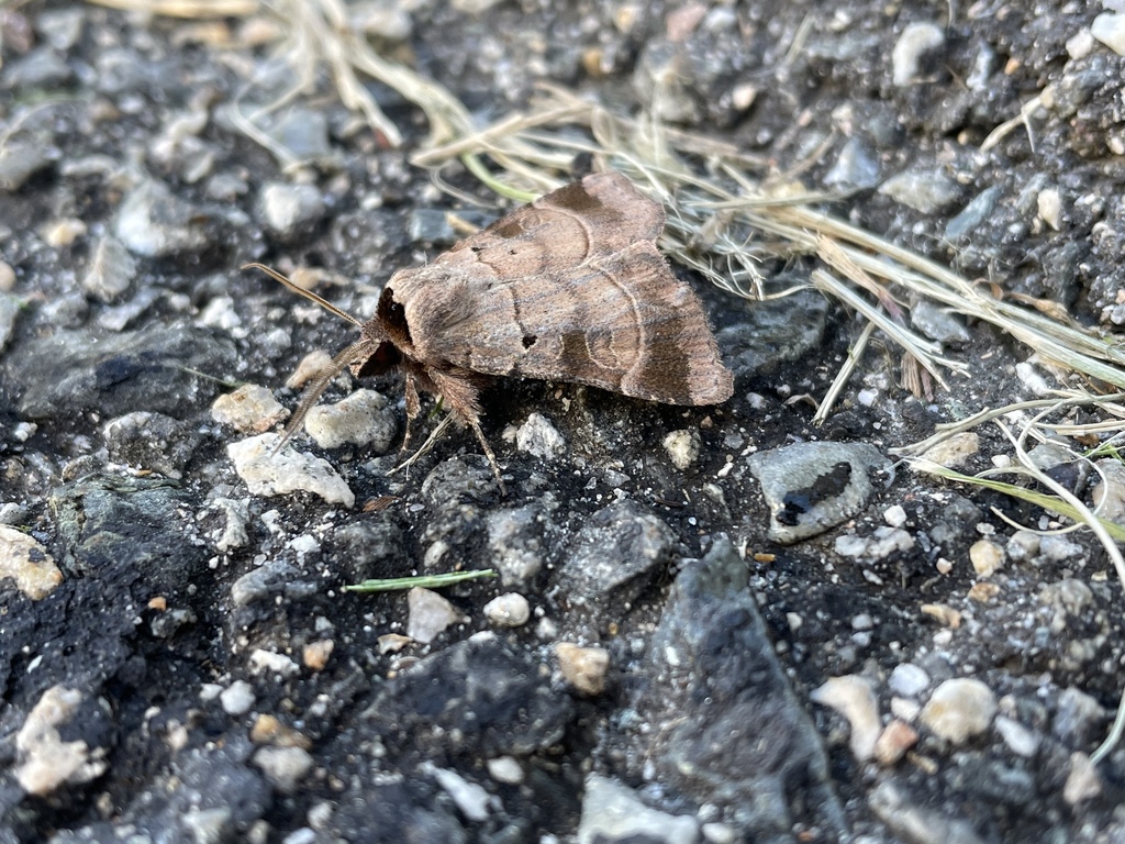 Pale-banded Dart