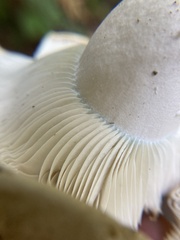 Russula brevipes acrior