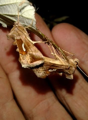 Macdunnoughia confusa
