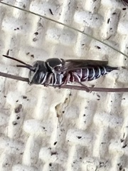 Coelioxys slossoni slossoni