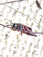 Coelioxys slossoni slossoni