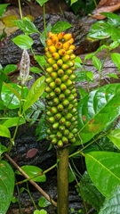 Amorphophallus paeoniifolius