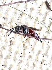 Coelioxys slossoni slossoni