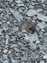 Peromyscus maniculatus