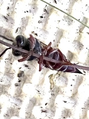 Coelioxys slossoni slossoni