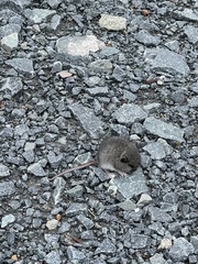 Peromyscus maniculatus