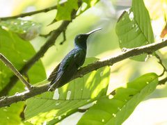 Campylopterus ensipennis