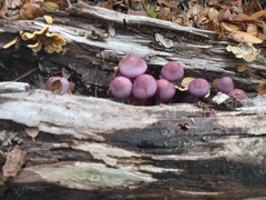 Cortinarius magellanicus
