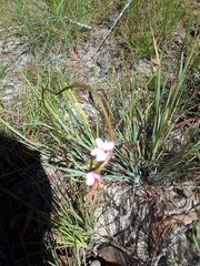 Stylidium graminifolium