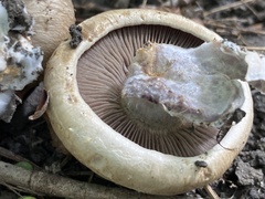 Hebeloma sinapizans