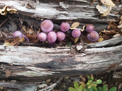 Cortinarius magellanicus