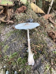 Lepiota atrodisca