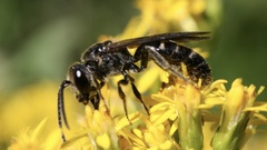 Lasioglossum