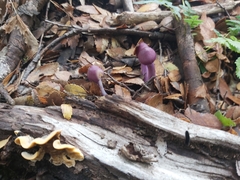 Cortinarius magellanicus