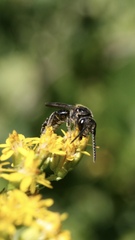 Lasioglossum