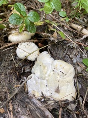 Cantharellus subalbidus
