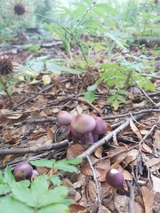 Cortinarius magellanicus
