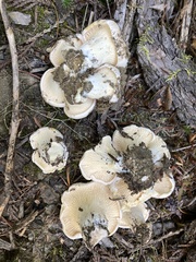 Cantharellus subalbidus