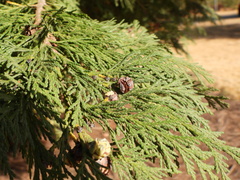 Chamaecyparis lawsoniana