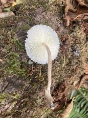 Lepiota atrodisca