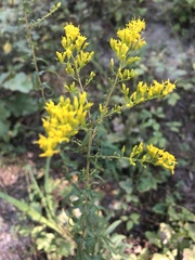 Solidago odora